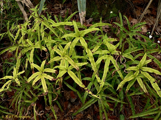 {Pteris cretica}